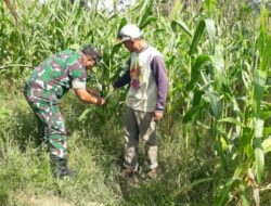 Babinsa Dampingi Petani Jagung di Desa Matang Cincin