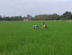 Serka Budi Gunawan Bantu Pok Tani Mandiri Maju Bersihkan Gulma Demi Dukung Ketahanan Pangan