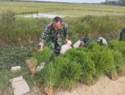 Sukseskan Swasembada Pangan, Babinsa Koramil 09/Banda Mulia Bantu Petani Cabut Bibit Padi