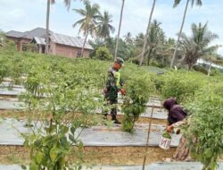 Babinsa Koramil 09/Banda Mulia Bantu Petani Panen Cabe