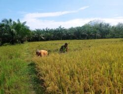 Babinsa Bantu Panen Padi, Bentuk Kepedulian Kepada Warga