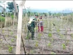 Babinsa Bantu Petani Merawat Tanaman Kacang Panjang