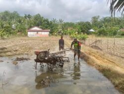 Babinsa Koramil 08/Rantau Bantu Petani Membajak Sawah untuk Mendukung Ketahanan Pangan