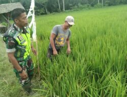 Babinsa Koramil 04/Bendahara Dampingi Petani dalam Program Ketahanan Pangan