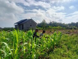Babinsa Koramil 03/Seruway Dampingi Petani Jagung untuk Mendukung Swasembada Pangan