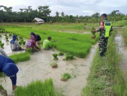 Bantu Petani Mencabut Bibit Padi, Kopka Jimmi Terjun Langsung Ke Sawah