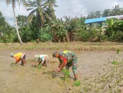 Tanam Padi Bareng Anggota Babinsa Dan Poktan Tani Karya Jasa