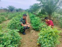 Babinsa Meunasah Paya Ikut Bantu Rawat Tanaman Cabe Petani