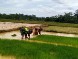 Persiapan Masa Tanam, Babinsa Bantu Petani Cabut Bibit Padi