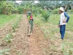 Babinsa Perupuk Bersihkan Gulma Tanaman Terong