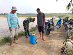 Tingkatkan Program Han Pangan. Babinsa Komsos Dengan Petani