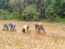 Tingkatkan Ketahanan Pangan, Babinsa Koramil 07/Kejuruan Muda Bantu Petani Tanam Padi