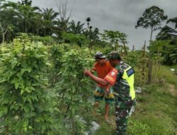 Komsos Bersama Petani Babinsa Memberikan Pendampingan Perawatan Tanaman Kacang Panjang