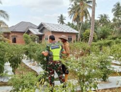 Wujud Kebersamaan Dengan Warga Desa Binaan Serka Miswanto Bantu Petani Panen Cabe