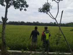 Babinsa Bersama Petani Pantau Tanaman Padi yang Mulai Berbuah