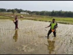 Babinsa Koramil 02/Krb Bantu Pemupukan Padi Bersama Warga Binaan