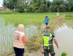 Dukung Program Ketahanan Pangan, Babinsa Koramil 03/Seruway Bantu Tanam Padi