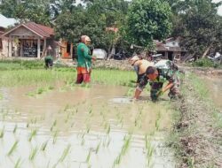 Senyum Bahagia Petani Hadirnya Babinsa Kodim 04/Bendahara Dampingi dan Bantu Tanam Padi