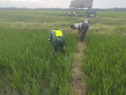 Babinsa Koramil Telaga Meuku Turun ke Sawah, Bantu Petani Bersihkan Gulma