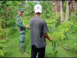 Babinsa Koramil 05/Tamiang Hulu Bantu Petani Panen Cabe