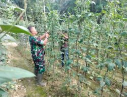 Babinsa Matang Ara Jawa Dampingi Petani Dalam Monitoring Kondisi Tanaman Kacang Panjang