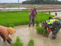 Sertu A Yahya Dampingi Kelompok Tani Putri
