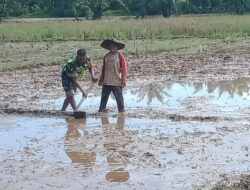Meringankan Pekerjaan Petani, Babinsa Bantu Pembuatan Pematang Sawah