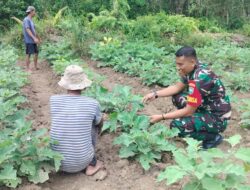 Babinsa Hadir di Tengah Petani, Pantau Perkembangan Tanaman Terong