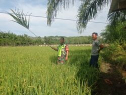 Serka Ronal Manurung Turun Tangan Bantu Petani Atasi Hama Burung