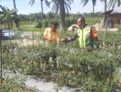 Babinsa Koramil 03/Seruway Dampingi Petani Cabai, Wujudkan Swasembada Pangan