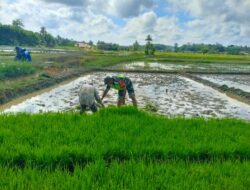 Babinsa Koramil 08/Rantau Dampingi Petani, Wujudkan Swasembada Pangan