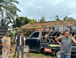 Wakil Bupati Aceh Tamiang Tinjau Penimbangan Hewan Sapi Meugang
