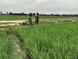 Babinsa Dampingi Petani Pantau Pertumbuhan Tanaman Padi