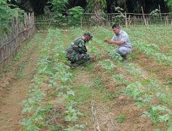Babinsa Koramil 05/Tamiang Hulu Bantu Petani Merawat Tanaman Kacang Hijau