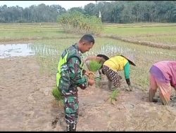 Babinsa Koramil 04/Thu Bantu Petani Tanam Padi Wujudkan Ketahanan Pangan