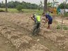 Babinsa Laksanakan Pendampingan Petani, Membuat Bedengan Tanaman Cabe