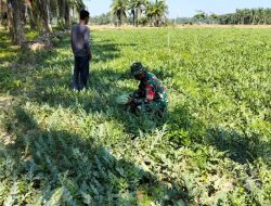 Babinsa Dukung Kegiatan Petani Semangka Di Desa Binaan