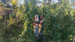 Babinsa Bantu Petani Rawat Tanaman Kacang Panjang