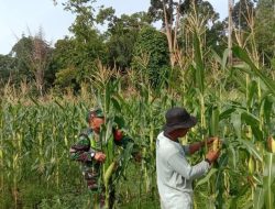 Babinsa Dampingi Petani Cek Pertumbuhan Tanaman Jagung