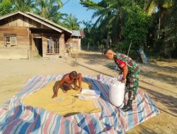 Jaga Kualitas Gaba Hasil Panen, Babinsa Bantu Petani Jemur Padi