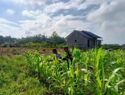 Babinsa Dampingi Petani Rawat Tanaman Jagung