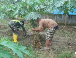 Melalui Komsos Babinsa Dampingi Petani Pepaya Membersihkan Gulma