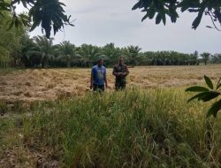 Sertu Riki Bersama Petani Pantau Padi Menguning, Pastikan Produksi Tetap Optimal