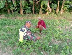 Jaga Pertumbuhan Tanaman, Babinsa Bantu Merawat Tanaman Kacang Ijo Milik Warga