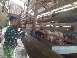 Babinsa Komsos Dengan Peternak Kambing Desa Binaan