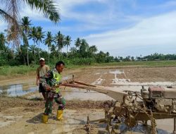 Koptu Fauzi Bantu Bajak Sawah Petani Dengan Traktor