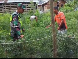 Babinsa Bersama Petani Panen Cabai Rawit