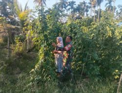 Babinsa Bantu Petani Rawat Tanaman Kacang Panjang
